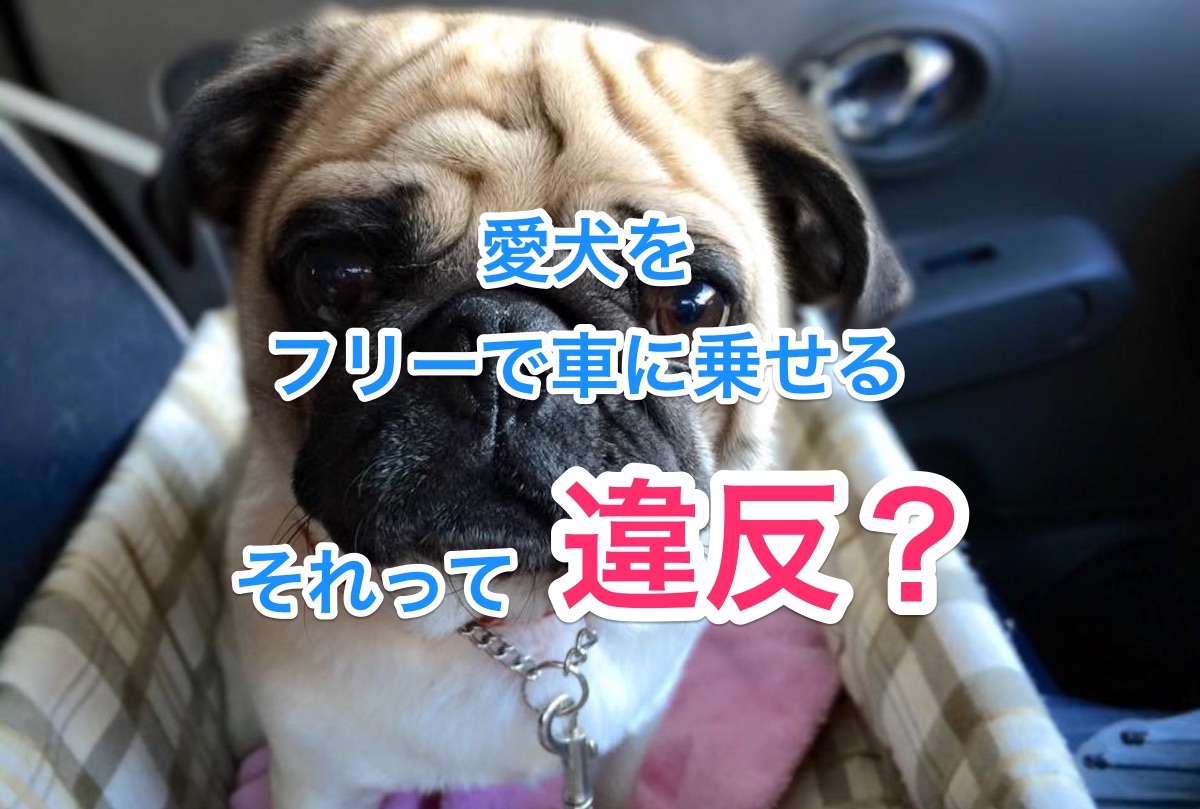 犬をフリーで車に乗せたら道交法違反 愛犬を安全に乗せるおすすめの方法 キャンピングカーのある暮らしwith Dogs